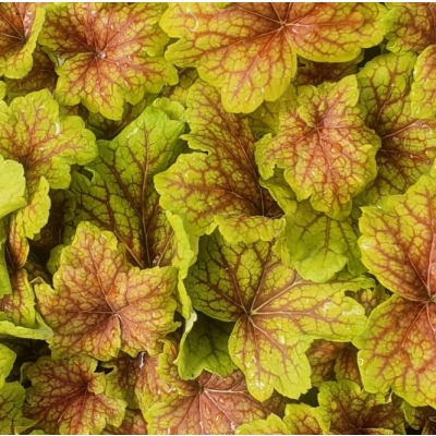 ŻURAWKA OGRODOWA  ELECTRA  c1,5